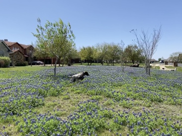 2022-04-06-Blaze-10-Bluebonnets.JPG
