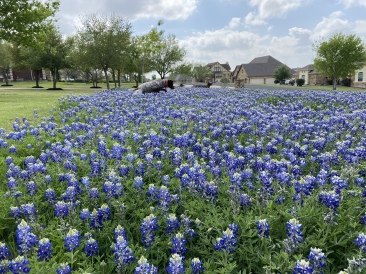 2022-04-06-Blaze-14-Bluebonnets.JPG