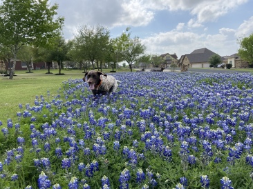 2022-04-06-Blaze-16-Bluebonnets.JPG