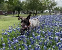 2022-04-06-Blaze-17-Bluebonnets-GOOD.JPG