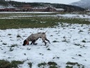 Blaze-Snow.JPG