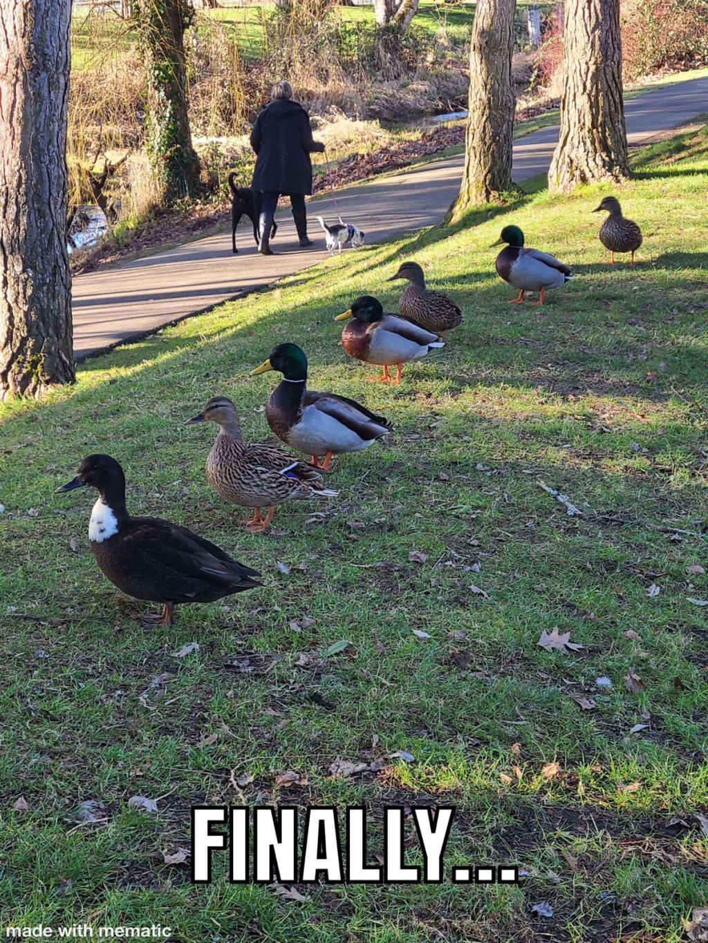 2022/01(January)/Memes/1024x768_Ducks-in-a-Row.JPG