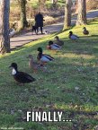 Ducks-in-a-Row.JPG