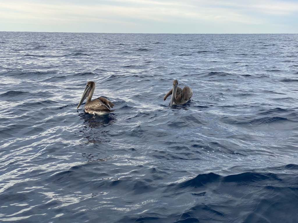 2022/01(January)/Mexico-LosCubos/1024x768_2022-01-23-Mexico-Los-Cubos-055-Pelicans.JPG