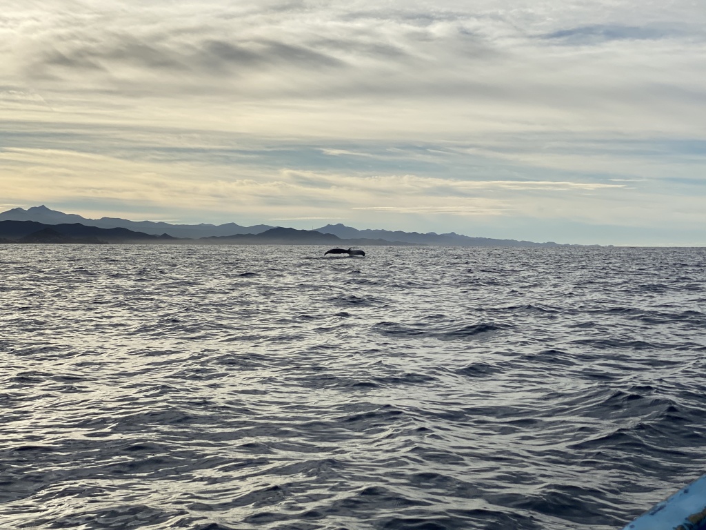 2022-01-23-Mexico-Los-Cubos-065-Whales.JPG