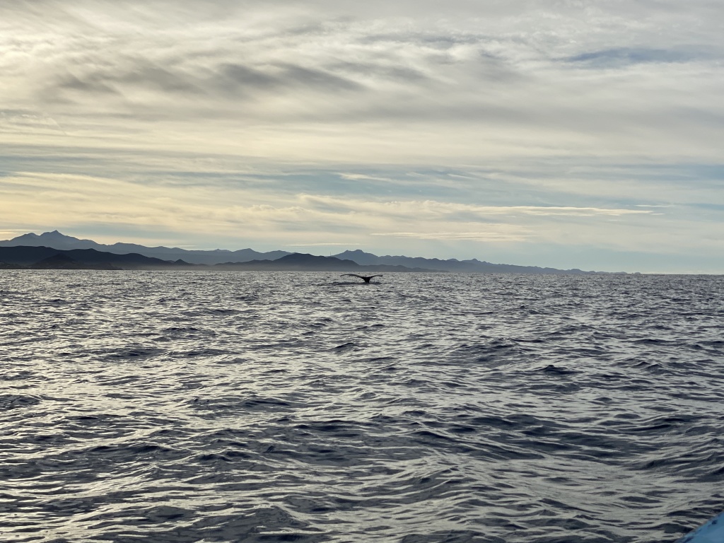 2022-01-23-Mexico-Los-Cubos-066-Whales.JPG