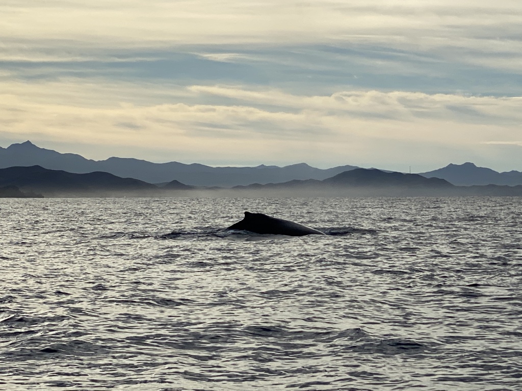 2022/01(January)/Mexico-LosCubos/1024x768_2022-01-23-Mexico-Los-Cubos-069-Whales.JPG