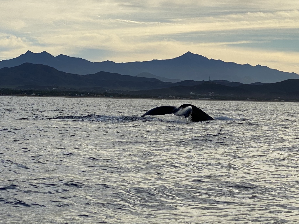 2022/01(January)/Mexico-LosCubos/1024x768_2022-01-23-Mexico-Los-Cubos-072-Whales.JPG