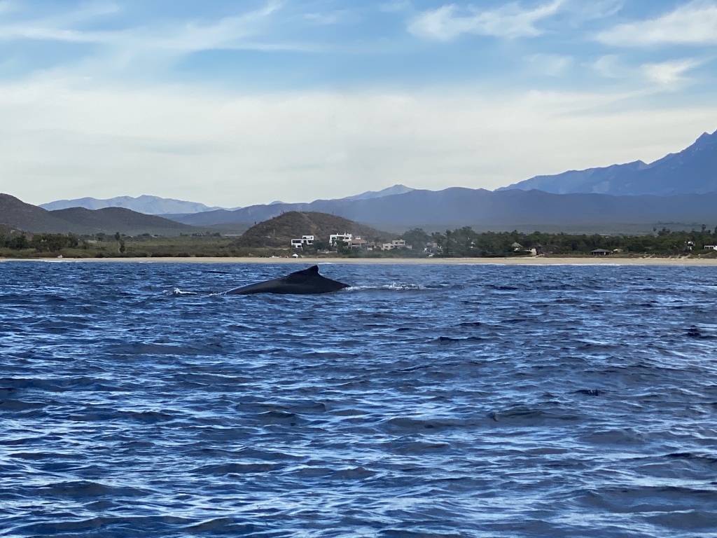 2022/01(January)/Mexico-LosCubos/1024x768_2022-01-23-Mexico-Los-Cubos-081-Whales.JPG