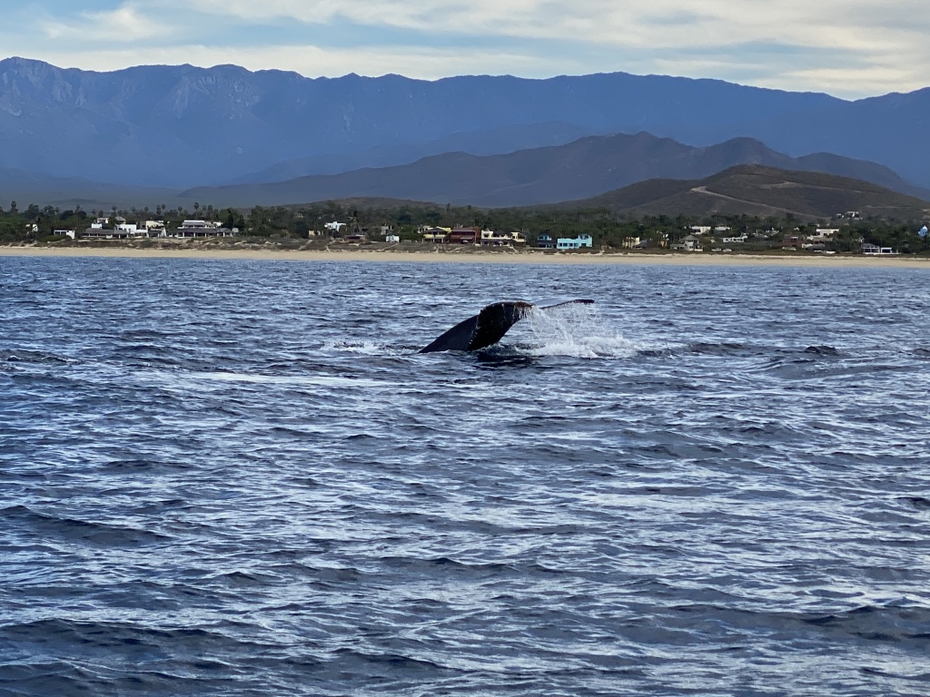 2022/01(January)/Mexico-LosCubos/1024x768_2022-01-23-Mexico-Los-Cubos-086-Whales.JPG