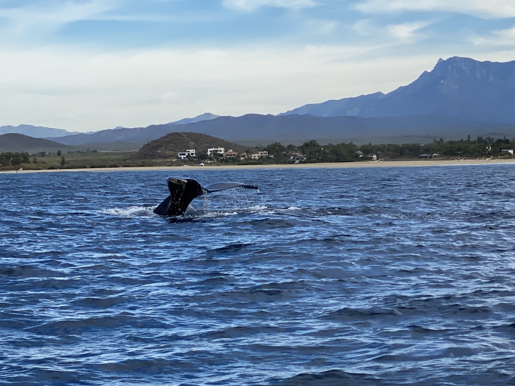 2022-01-23-Mexico-Los-Cubos-090-Whales.JPG