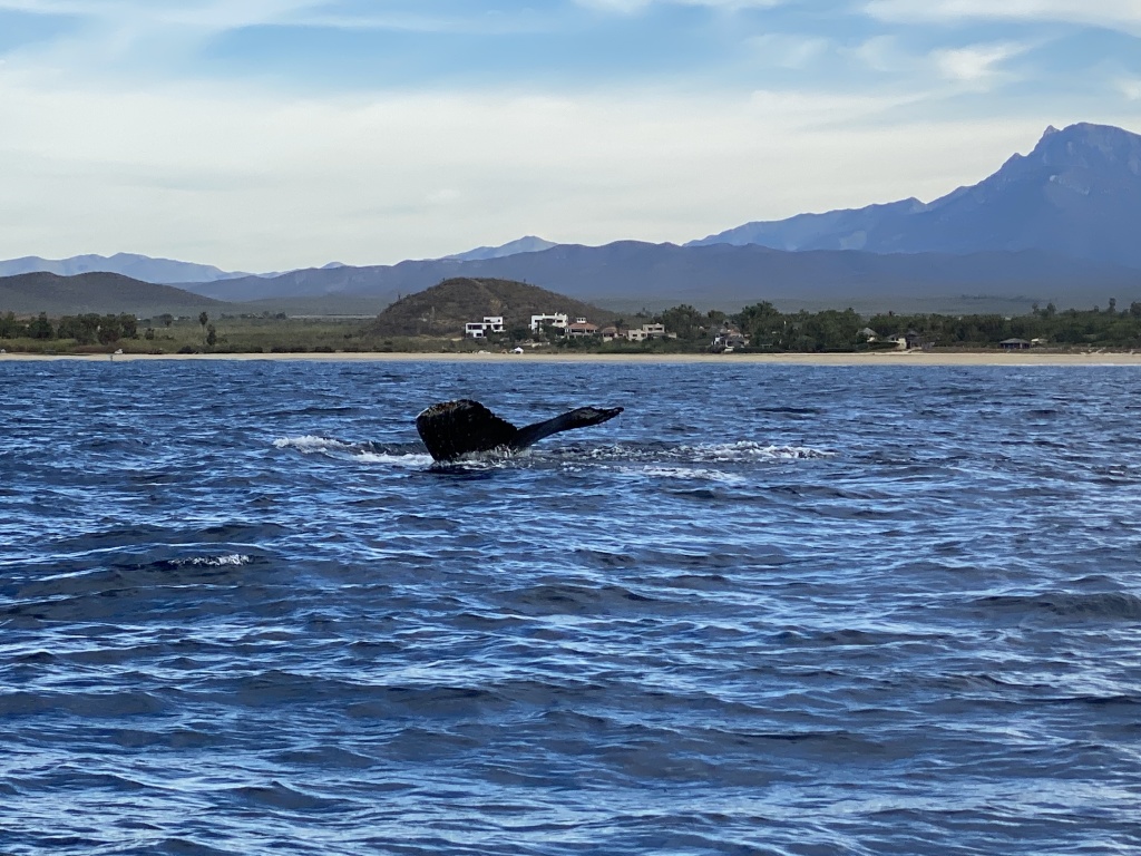 2022-01-23-Mexico-Los-Cubos-092-Whales.JPG