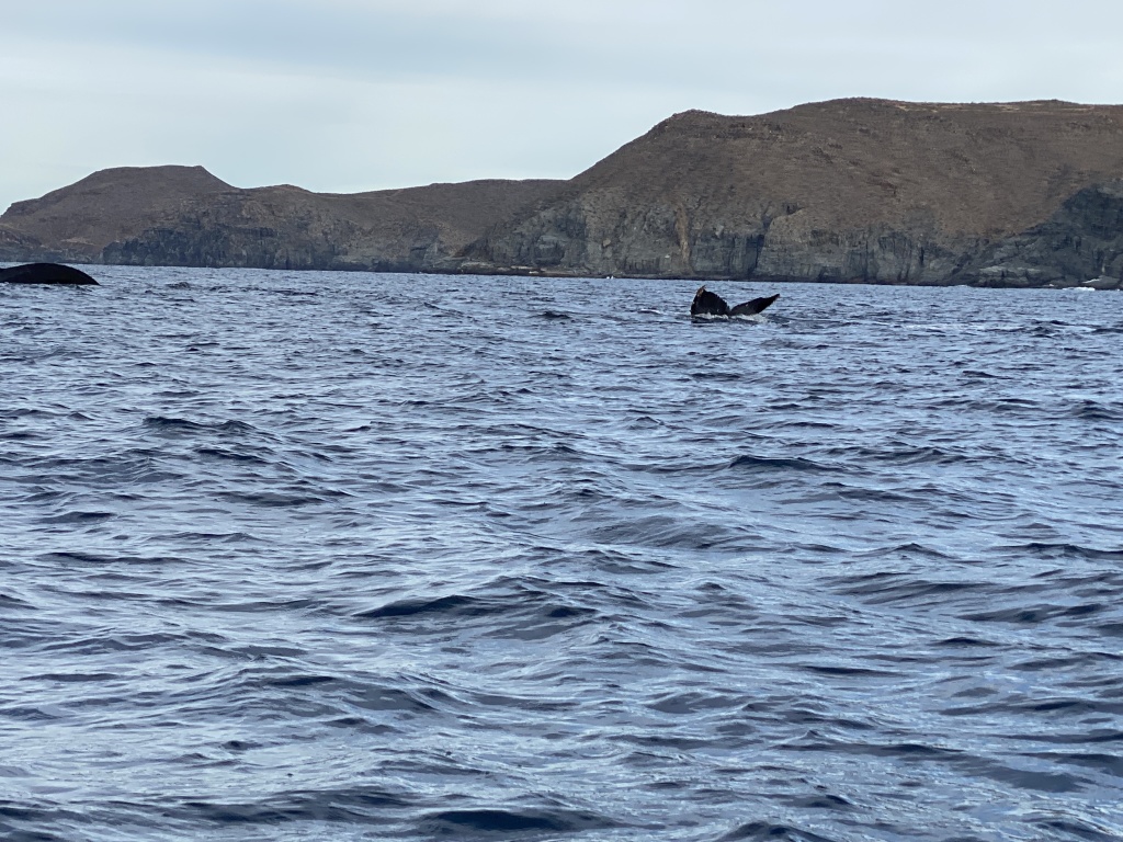 2022-01-23-Mexico-Los-Cubos-095-Whales.JPG