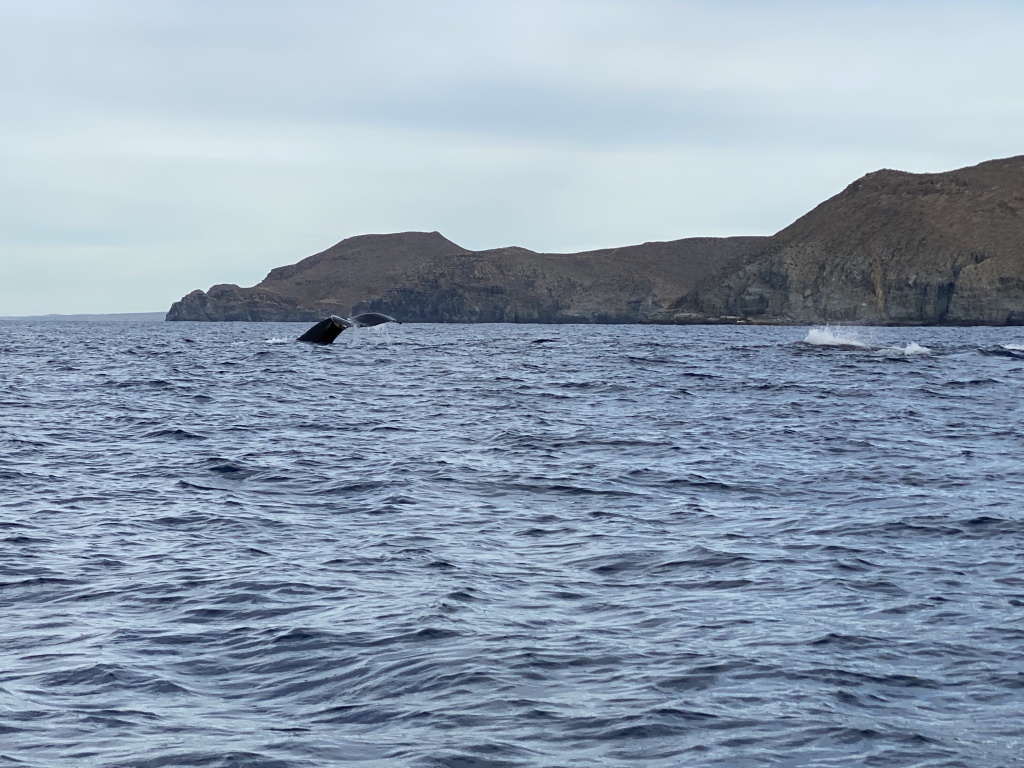 2022-01-23-Mexico-Los-Cubos-096-Whales.JPG