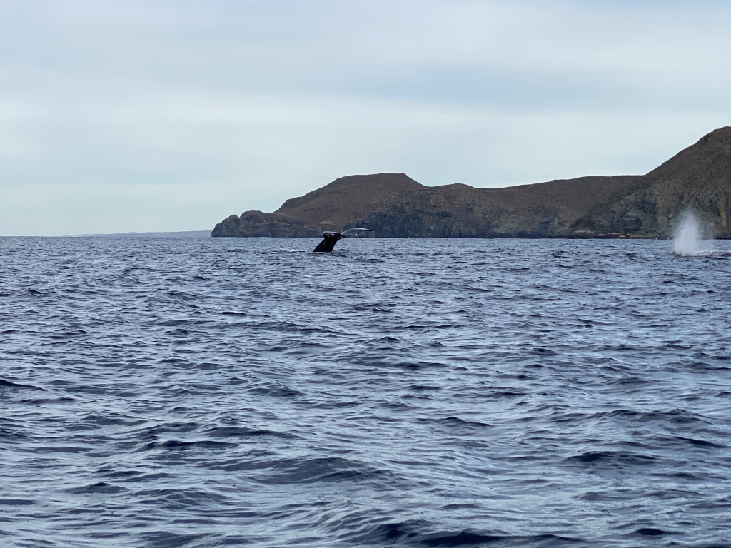2022-01-23-Mexico-Los-Cubos-097-Whales.JPG