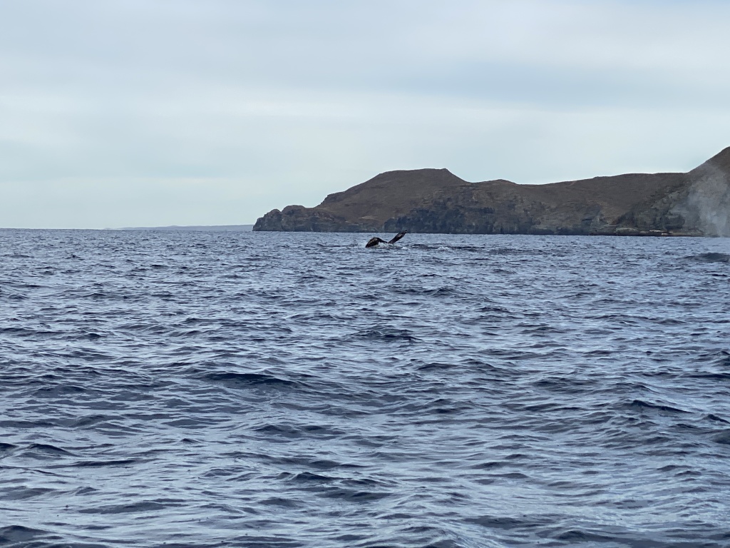 2022-01-23-Mexico-Los-Cubos-099-Whales.JPG