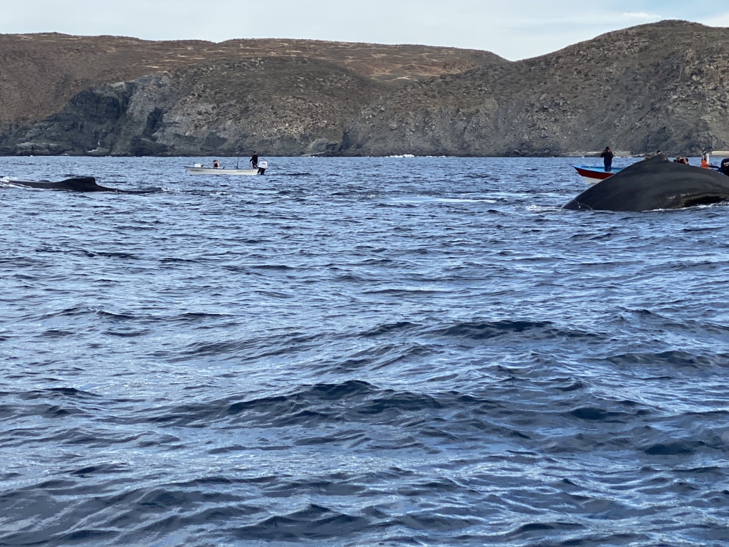 2022/01(January)/Mexico-LosCubos/1024x768_2022-01-23-Mexico-Los-Cubos-100-Whales.JPG