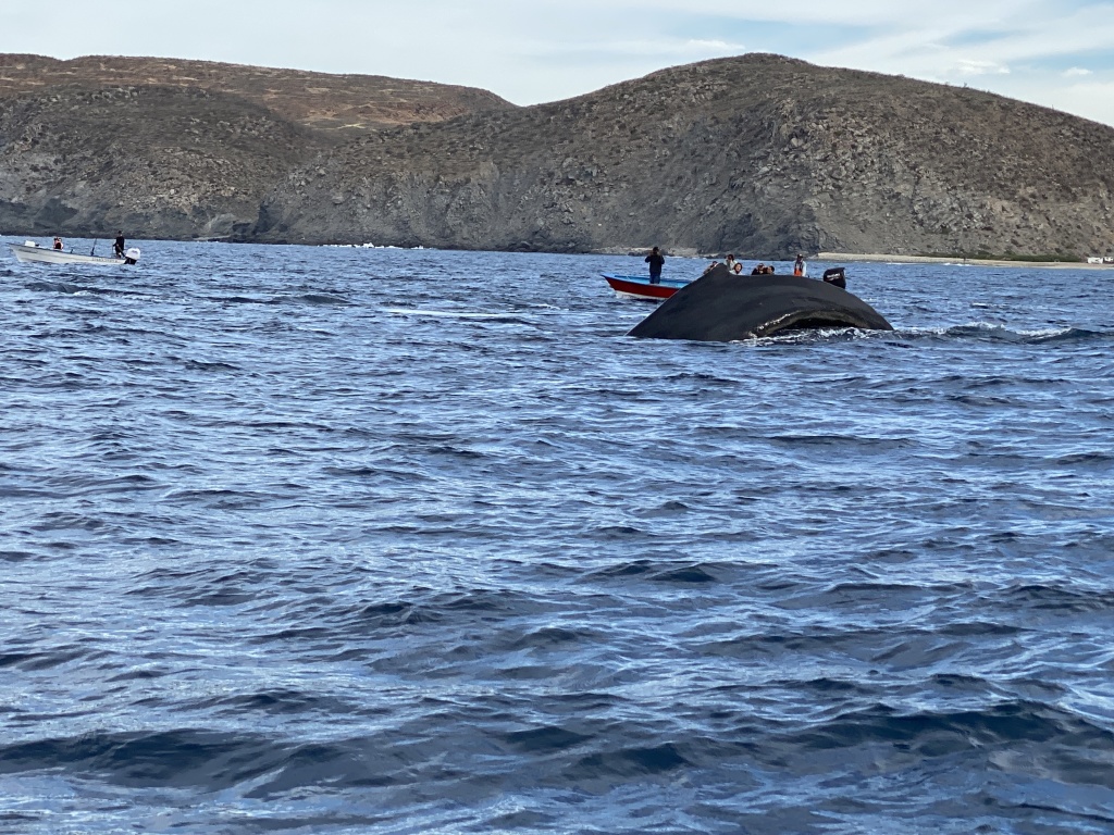 2022/01(January)/Mexico-LosCubos/1024x768_2022-01-23-Mexico-Los-Cubos-101-Whales.JPG