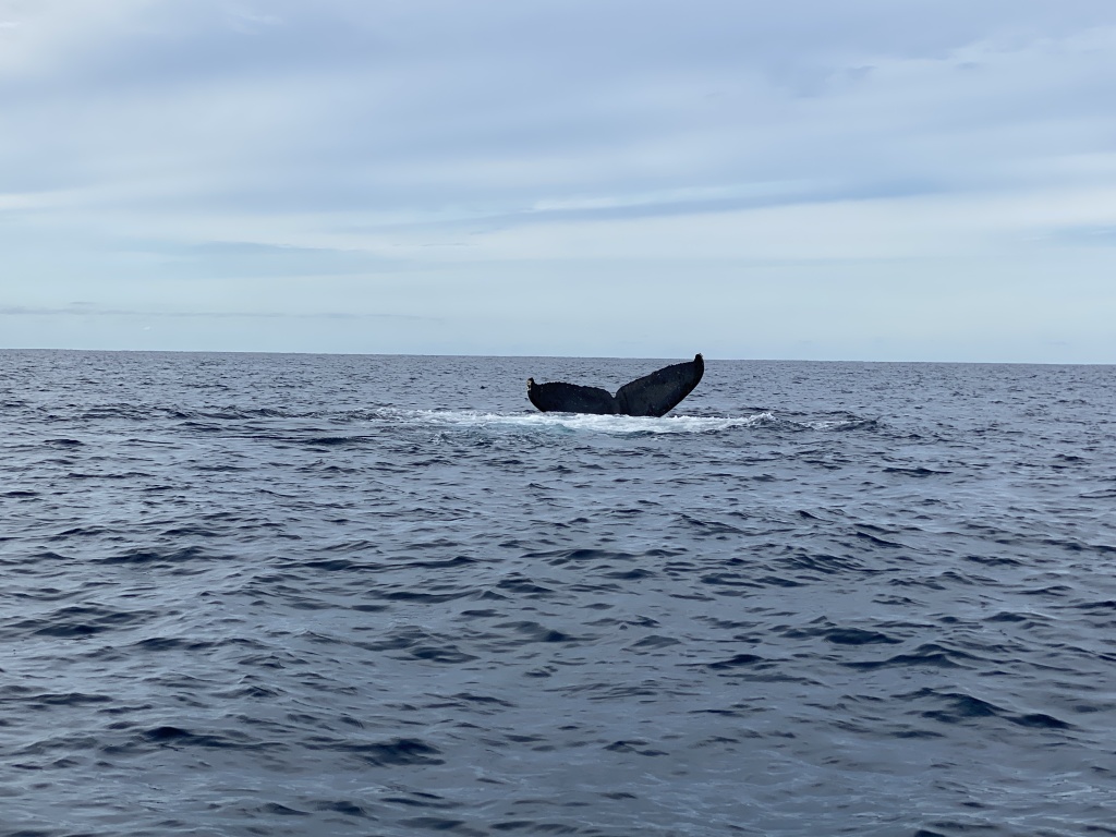 2022-01-23-Mexico-Los-Cubos-104-Whales.JPG