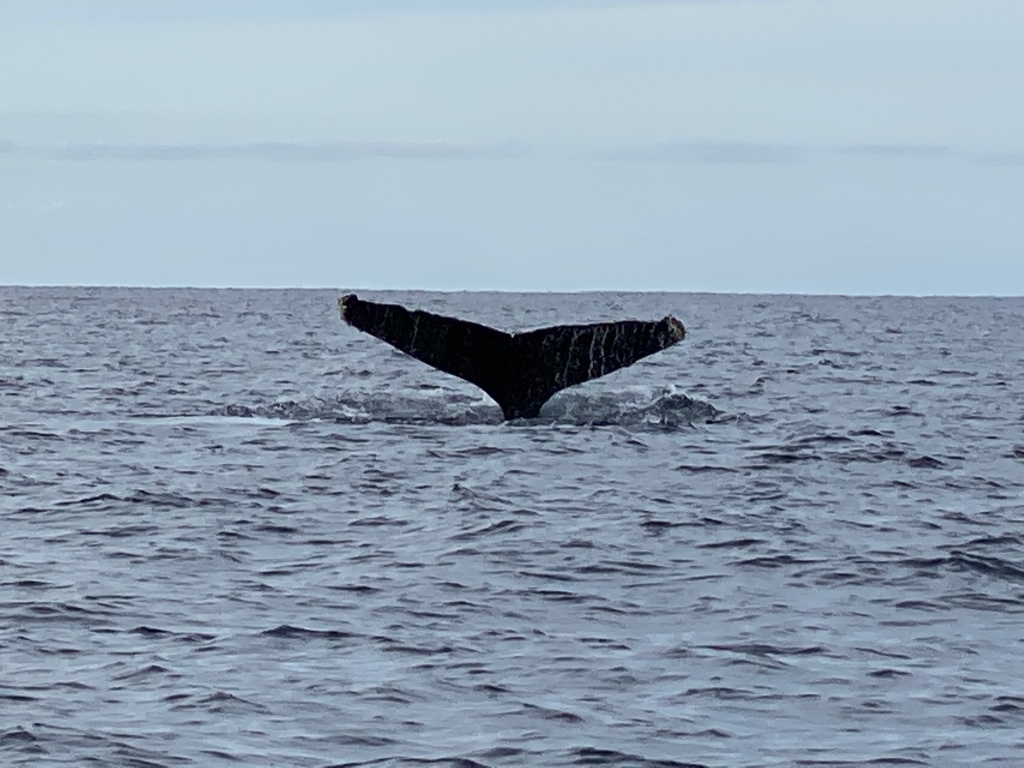 2022-01-23-Mexico-Los-Cubos-105-Whales.JPG