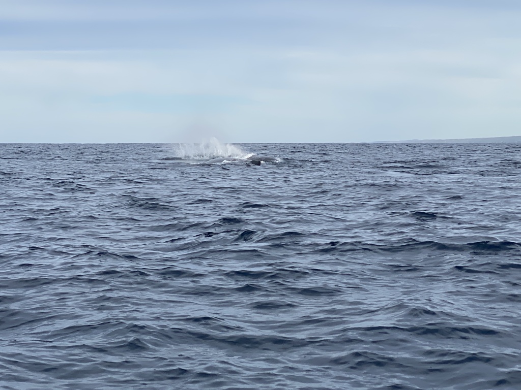 2022-01-23-Mexico-Los-Cubos-109-Whales.JPG