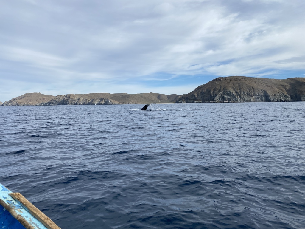 2022/01(January)/Mexico-LosCubos/1024x768_2022-01-23-Mexico-Los-Cubos-111-Whales.JPG