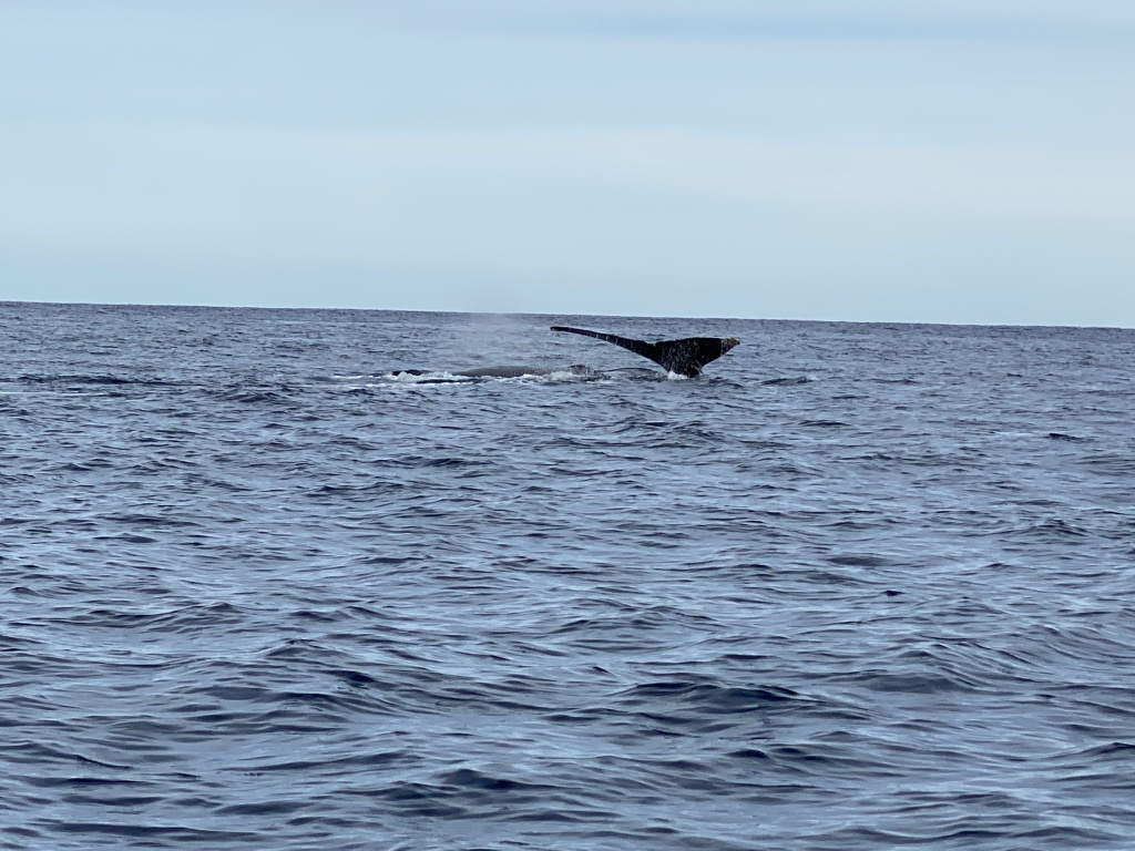 2022/01(January)/Mexico-LosCubos/1024x768_2022-01-23-Mexico-Los-Cubos-113-Whales.JPG