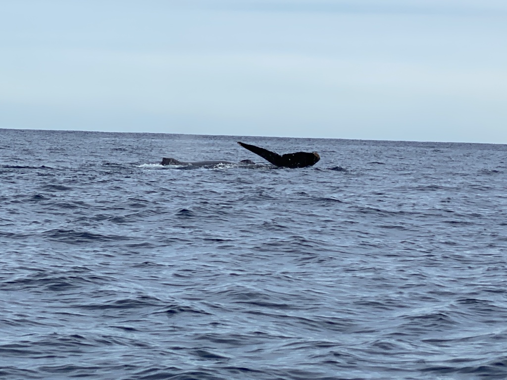 2022-01-23-Mexico-Los-Cubos-114-Whales.JPG