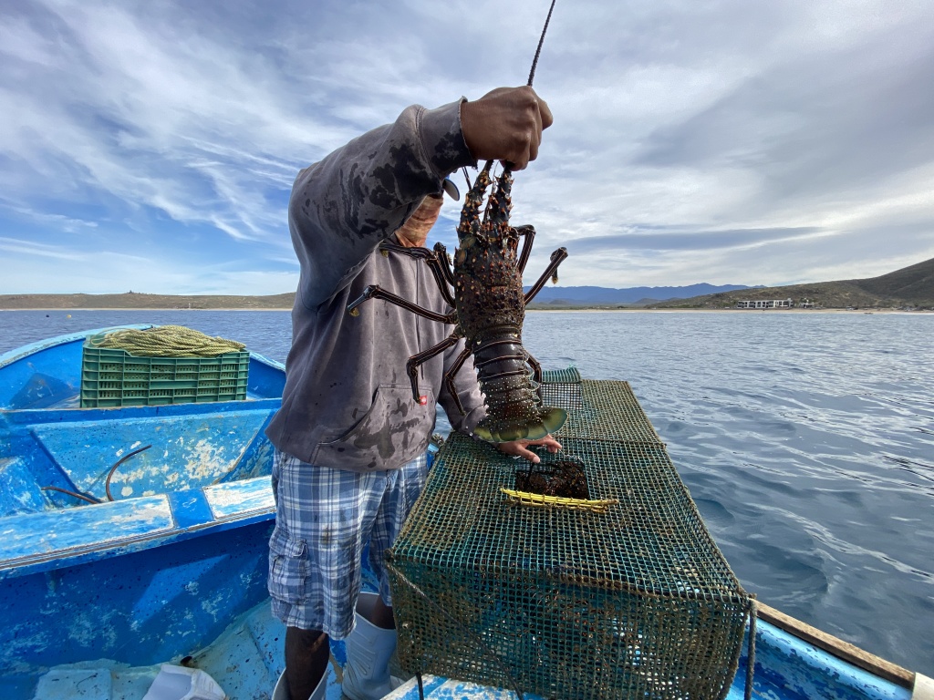 2022-01-23-Mexico-Los-Cubos-146-lobster.JPG