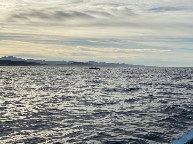 2022-01-23-Mexico-Los-Cubos-065-Whales.JPG
