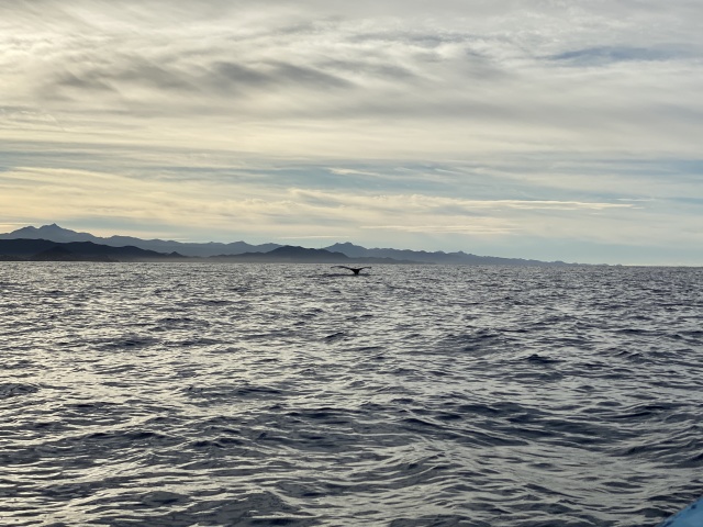 2022-01-23-Mexico-Los-Cubos-066-Whales.JPG