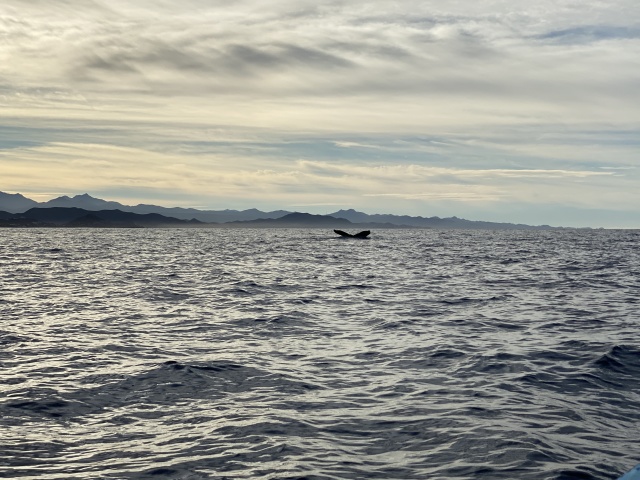 2022-01-23-Mexico-Los-Cubos-067-Whales.JPG