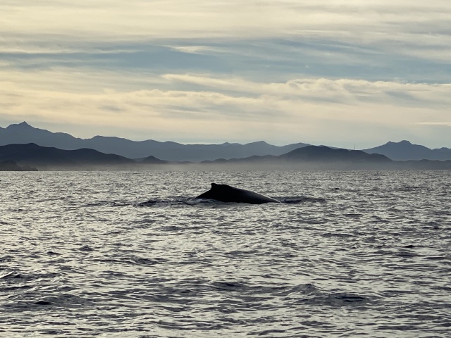2022-01-23-Mexico-Los-Cubos-069-Whales.JPG