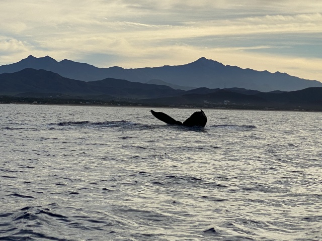 2022-01-23-Mexico-Los-Cubos-074-Whales.JPG