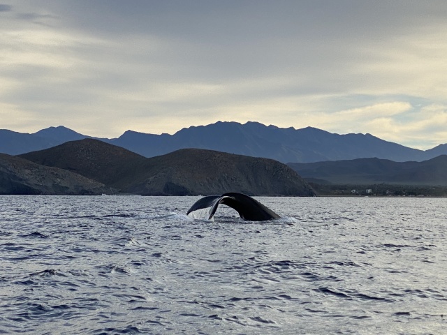 2022-01-23-Mexico-Los-Cubos-076-Whales.JPG