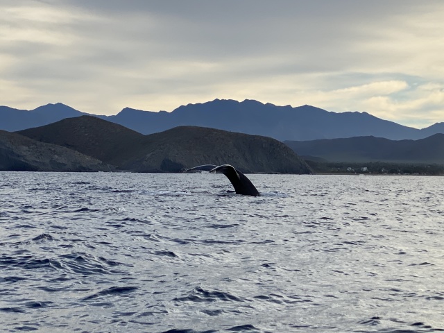 2022-01-23-Mexico-Los-Cubos-077-Whales.JPG