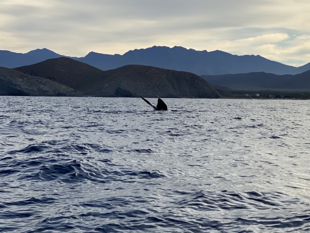 2022-01-23-Mexico-Los-Cubos-080-Whales.JPG