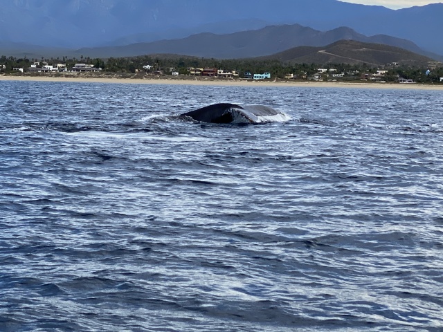 2022-01-23-Mexico-Los-Cubos-084-Whales.JPG