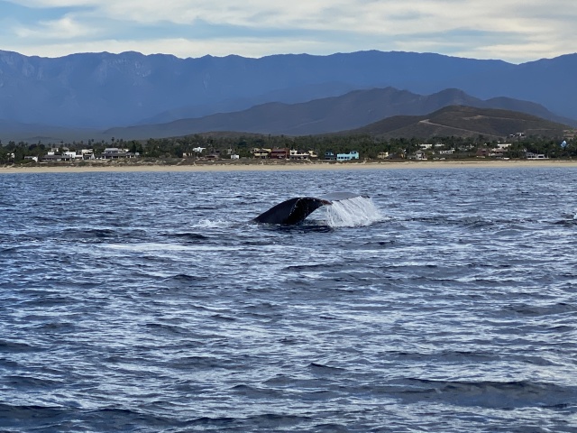 2022-01-23-Mexico-Los-Cubos-085-Whales.JPG