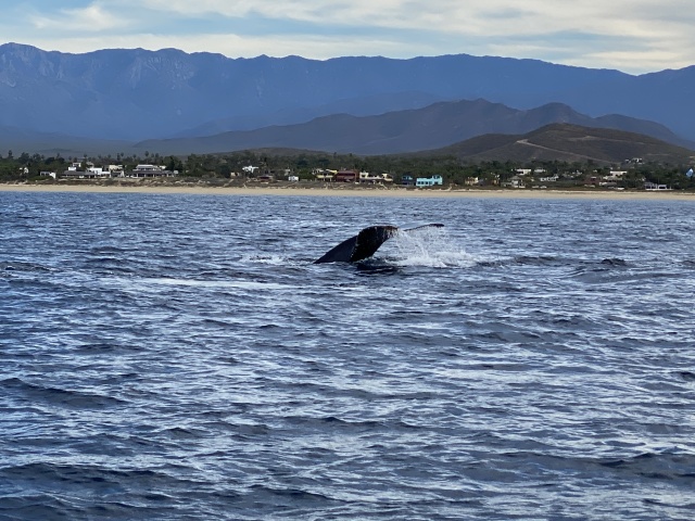 2022-01-23-Mexico-Los-Cubos-086-Whales.JPG