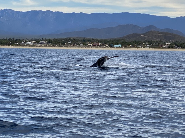 2022-01-23-Mexico-Los-Cubos-087-Whales.JPG