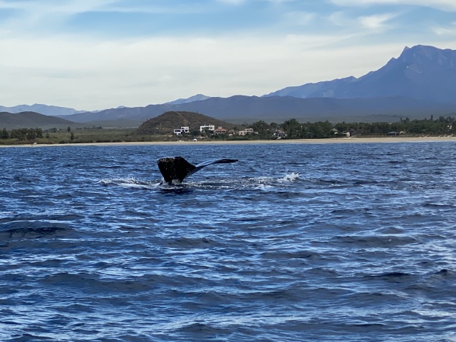 2022-01-23-Mexico-Los-Cubos-091-Whales.JPG