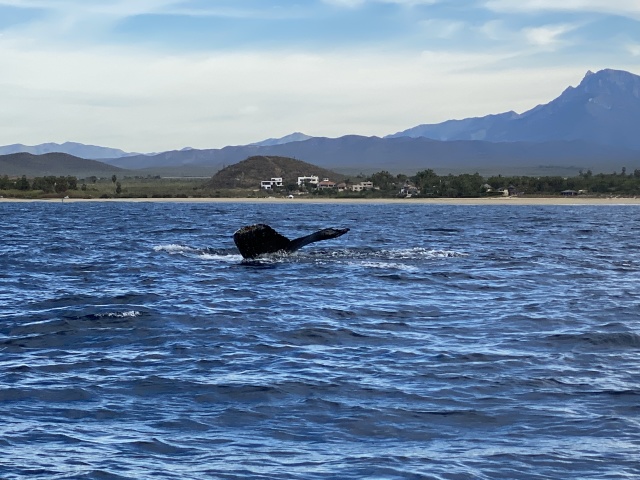 2022-01-23-Mexico-Los-Cubos-092-Whales.JPG