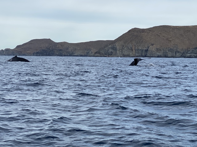 2022-01-23-Mexico-Los-Cubos-093-Whales.JPG