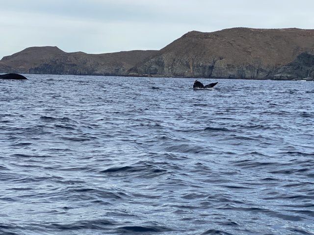 2022-01-23-Mexico-Los-Cubos-095-Whales.JPG