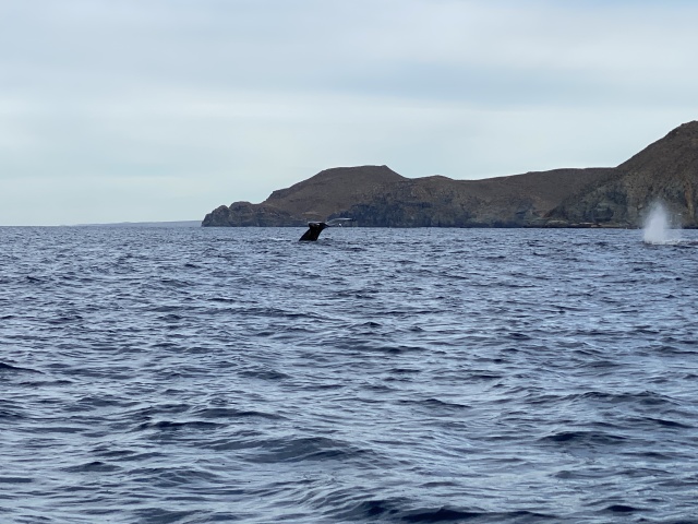 2022-01-23-Mexico-Los-Cubos-097-Whales.JPG