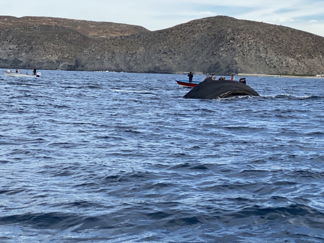 2022-01-23-Mexico-Los-Cubos-101-Whales.JPG