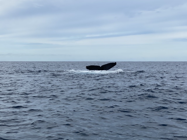 2022-01-23-Mexico-Los-Cubos-103-Whales.JPG