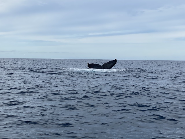2022-01-23-Mexico-Los-Cubos-104-Whales.JPG