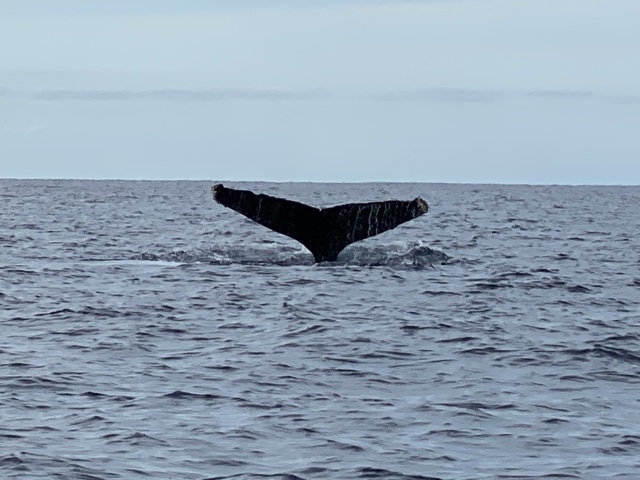2022-01-23-Mexico-Los-Cubos-105-Whales.JPG